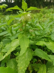 Lamium album