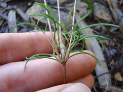 Oxalis polyphylla polyphylla