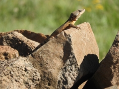 Pseudocordylus melanotus