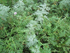 Artemisia messerschmidtiana