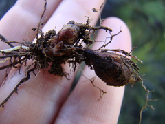 Oxalis polyphylla polyphylla