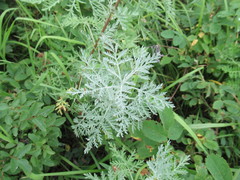 Artemisia messerschmidtiana