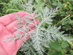 Artemisia messerschmidtiana