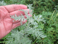 Artemisia messerschmidtiana