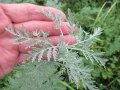 Artemisia messerschmidtiana