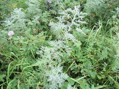 Artemisia messerschmidtiana