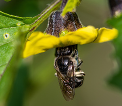 Colletes willistoni
