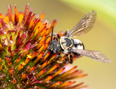 Triepeolus remigatus