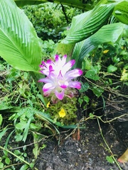 Curcuma pseudomontana