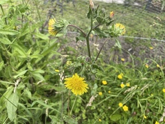 Helminthotheca echioides