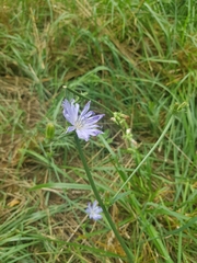 Cichorium intybus
