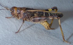 Hippiscus ocelote