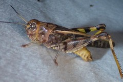 Hippiscus ocelote