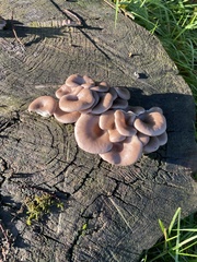 Pleurotus ostreatus