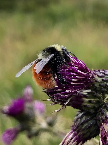 Mountain Bumble Bee