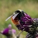 Mountain Bumble Bee - Photo (c) Hazel, some rights reserved (CC BY-NC), uploaded by Hazel