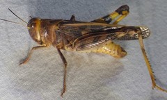 Hippiscus ocelote