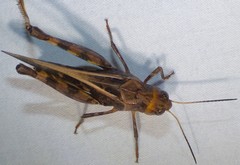 Hippiscus ocelote