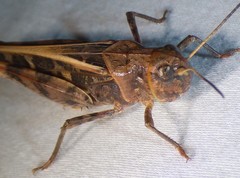 Hippiscus ocelote