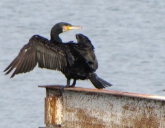 Phalacrocorax carbo