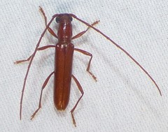 Psyrassa unicolor