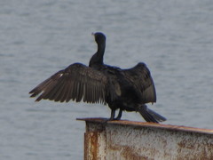 Phalacrocorax carbo