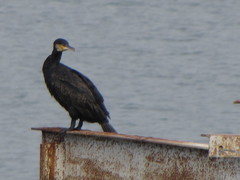 Phalacrocorax carbo
