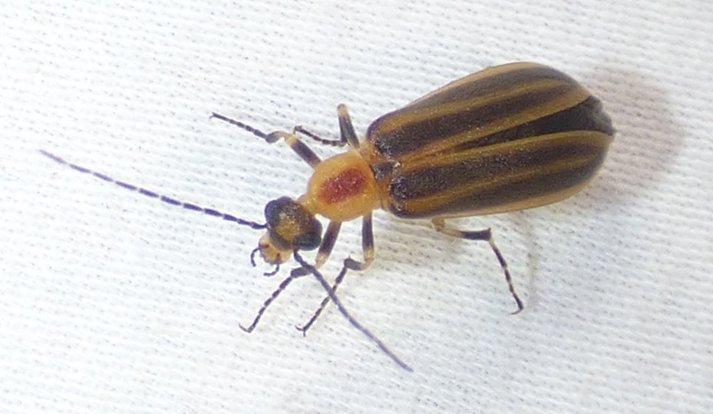 Pseudozonitis longicornis