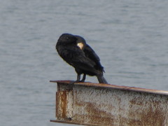 Phalacrocorax carbo
