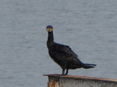 Phalacrocorax carbo