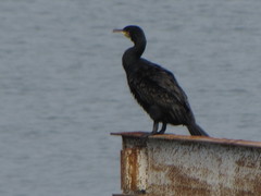 Phalacrocorax carbo