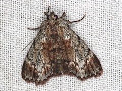 Enchesphora recurvalis