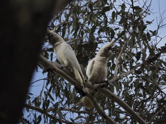 Cacatua pastinator pastinator