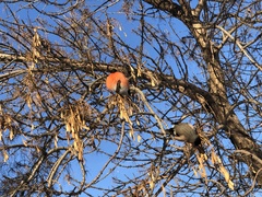 Pyrrhula pyrrhula