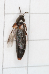 Aleochara curtula