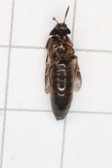 Aleochara curtula
