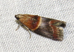 Acrobasis demotella