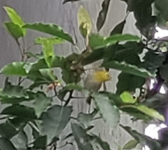 Zosterops palpebrosus