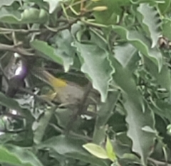 Zosterops palpebrosus