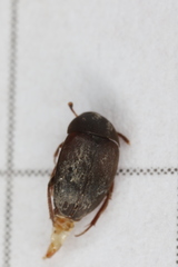 Sciodrepoides