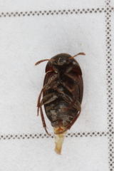 Sciodrepoides