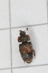 Omosita discoidea