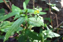 Sigesbeckia orientalis