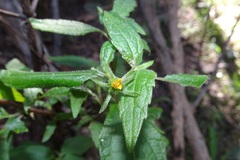Sigesbeckia orientalis