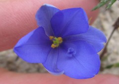 Aristea nana