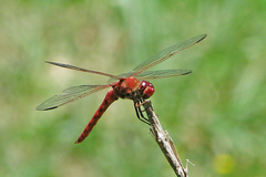 Orthemis nodiplaga