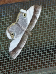 Opisthoxia amabilis