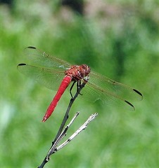 Orthemis nodiplaga