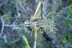 Gymnosporia polyacantha