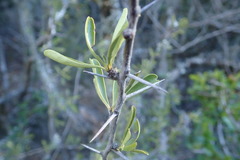 Gymnosporia polyacantha